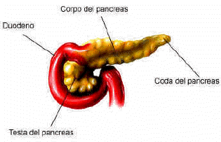 pancreas.gif (17429 byte)